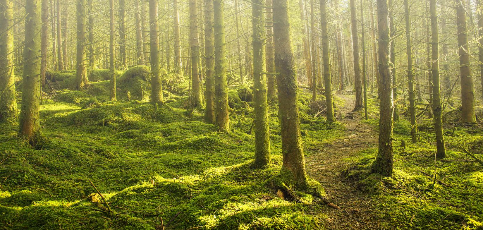 Lichtdurchfluteter Wald mit hohen, moosbedeckten Bäumen und einem gekrümmten Pfad im Vordergrund.